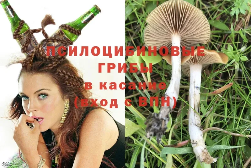 ссылка на мегу как войти  Бородино  Галлюциногенные грибы Cubensis  цена  